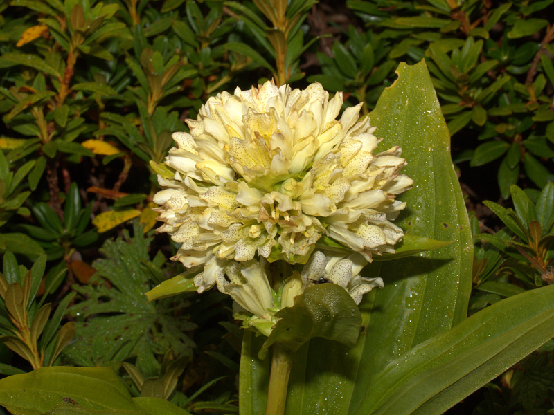 Gentiana burseri subsp. actinocalyx